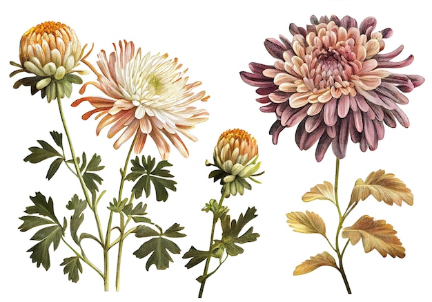 Crisântemo Mums Flor Ilustração Botânica Dália Crisântos Pintura Generativa Ilustração AI