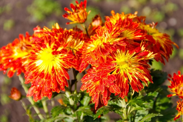 El crisantemo naranja en un jardín