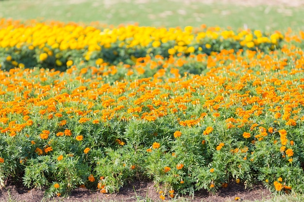 Crisantemo naranja en un jardín.