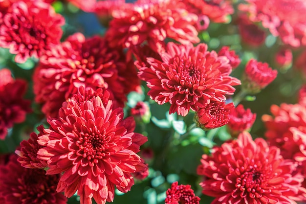 Crisantemo rojo floreciente en el jardín de otoño, fondo con el crisantemo floreciente.