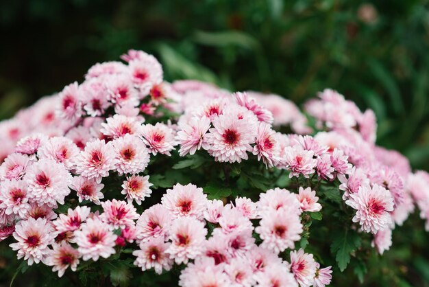 Crisantemo rosa multiflora con un centro oscuro en otoño en el jardín