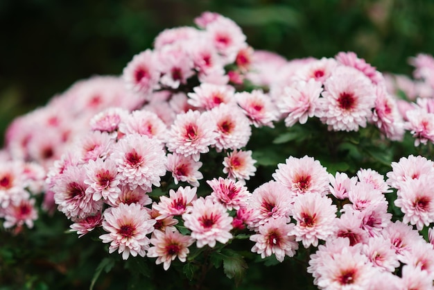 Crisantemo rosa multiflora con un centro oscuro en otoño en el jardín