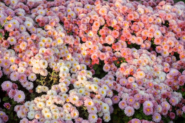 Crisantemo rosa de pequeñas flores de fondo. De cerca