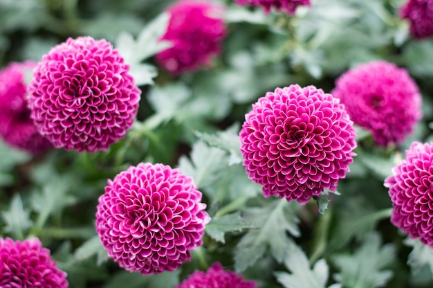 Crisantemo rosa pompones en el jardín.