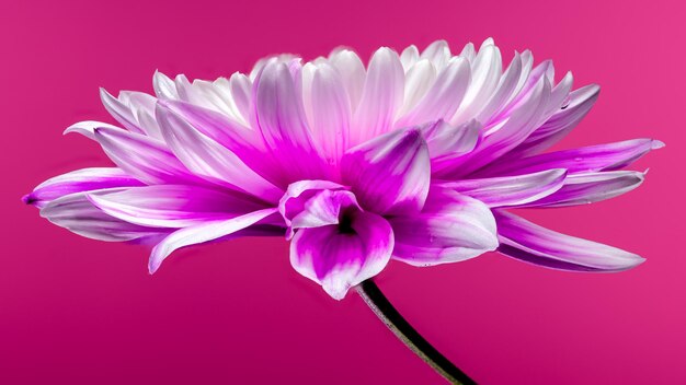 El crisantemo rosado sobre un fondo rosado