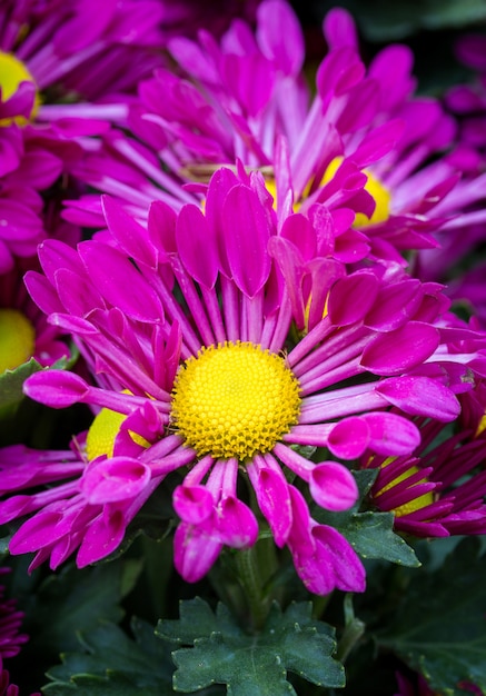 Crisântemo roxo flor da margarida