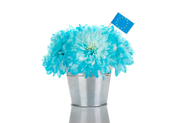 Crisantemos azules en un balde