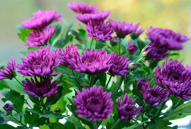 crisantemos brillantes florecientes en el primer plano del jardín