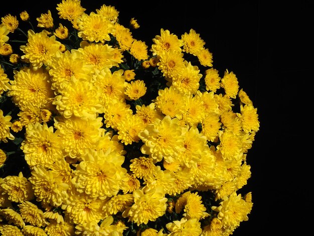 Crisantemos de color amarillo en un ramo Tarjeta de felicitación de primer plano para bodas o cumpleaños Flores de otoño de la familia Asteraceae o Dendranthema Enfoque suave borroso Fondo negro
