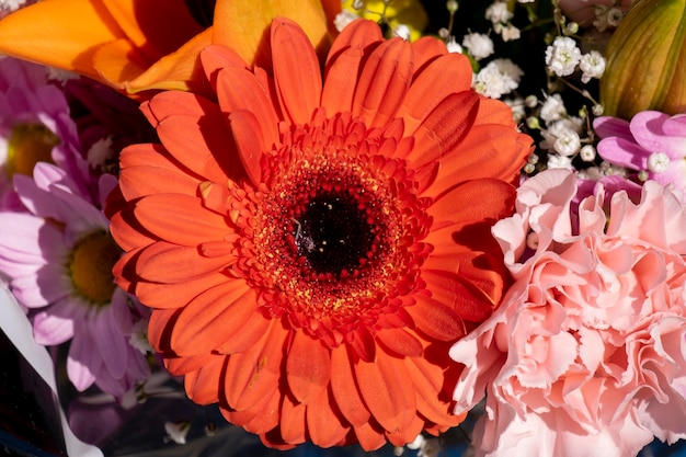 Crisantemos de color naranja brillante estilo japonés coreano Fondo para una hermosa tarjeta de felicitación Flores de otoño en el jardín Crisantemos amarillos florecientes