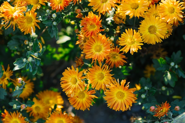 crisantemos de color naranja en flor en el jardín