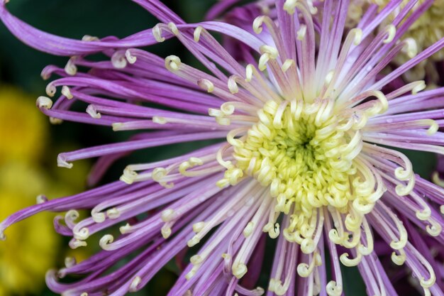 Los crisantemos de color rosa violeta con pétalos delgados y largos se abrieron