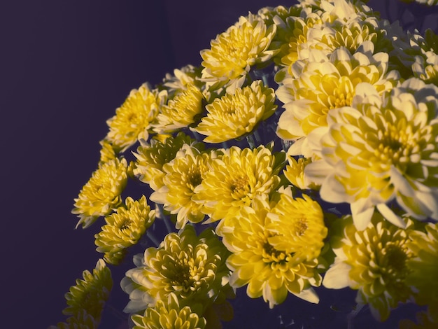 Crisântemos de cor amarela em um lindo buquê Cartão Flores de outono da família Asteraceae ou Dendranthema Foco suave turva Textura da flor Estilo vintage retrô