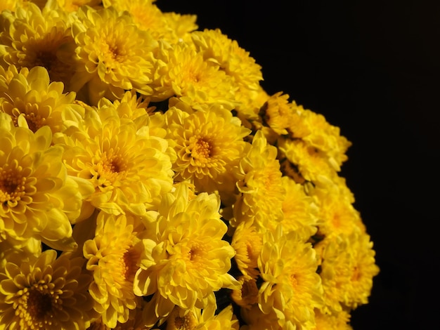 Crisântemos de cor amarela em um lindo buquê Textura de flor closeup Cartão para casamento ou aniversário Flores de outono da família Asteraceae ou Dendranthema Fundo preto