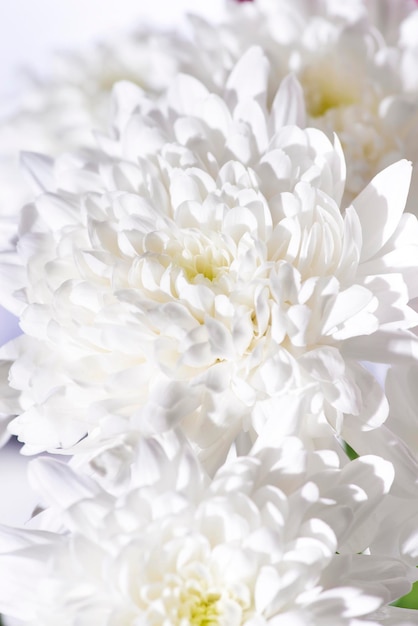 Crisântemos de flores do dia de todos os santos em vista de perto