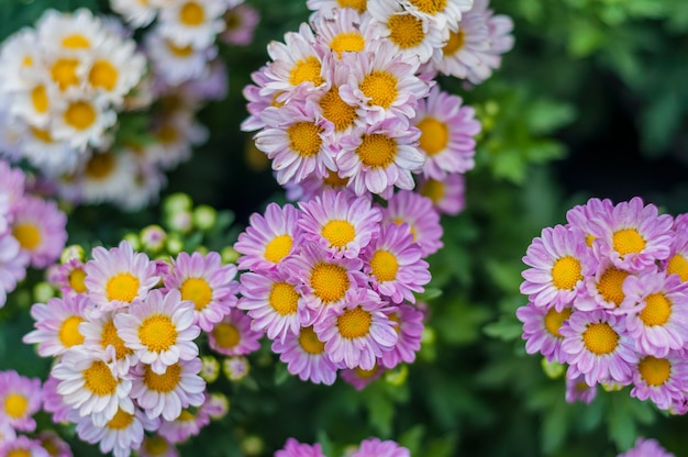 crisântemos flor