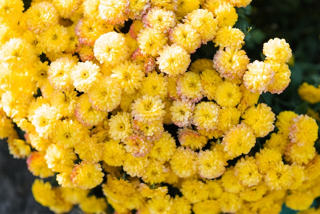 Crisantemos florecientes brillantes en un jardín floreciente en otoño