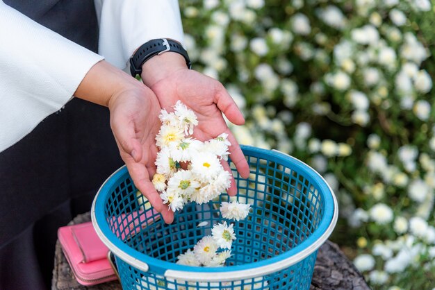 Crisantemos de flores blancas en mano de niña.