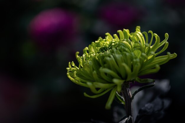 Foto los crisantemos grandes de color verde claro están en el parque