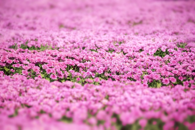 Crisantemos hermosos en un campo