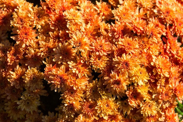 Crisântemos laranja no canteiro de flores no jardim