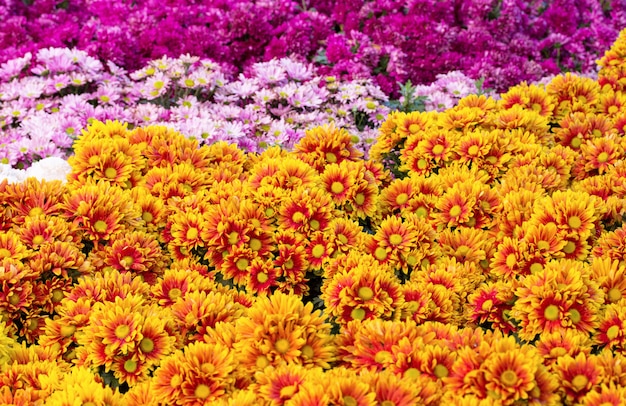 Crisantemos margarita campos de flores que florecen en el jardín