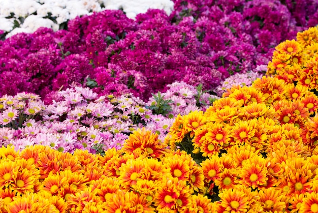 Crisantemos margarita campos de flores que florecen en el jardín