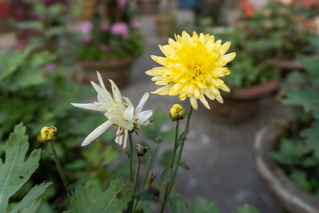 Foto crisântemos no jardim um buquê de lindas flores de crisântemo ao ar livre flor de crisântemo amarelo