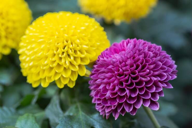 Crisântemos Pompom em um jardim