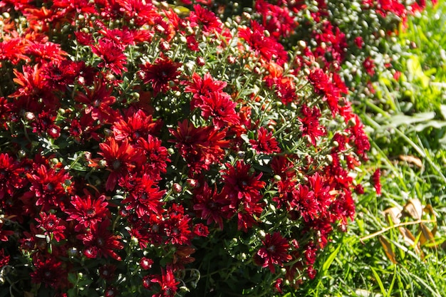 Crisantemos rojos en huerto en el jardín en otoño