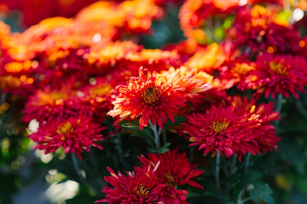 Crisantemos rojos de otoño en el jardín florecen