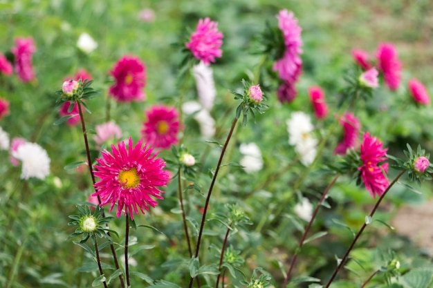 Crisântemos rosa no jardim