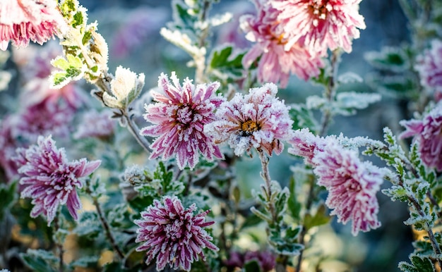 Los crisantemos rosados, burdeos en el jardín están cubiertos de escarcha