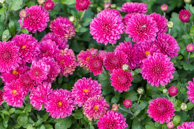 crisantemos rosados primer plano fondo de flores naturales