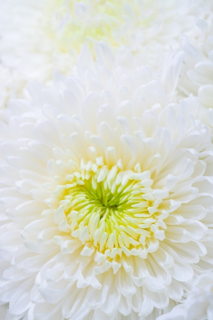 Foto los crisantemos son plantas con flores del género crisantemo en la familia asteraceae.