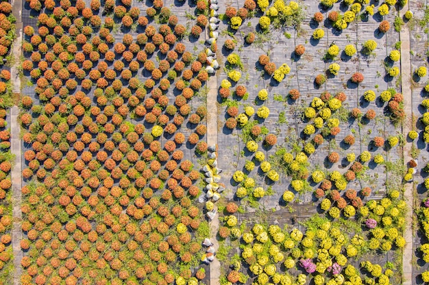 Crisantemos en el vivero de la plantación