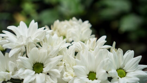 Crisanteo blanco en flor