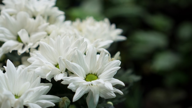 Crisanteo blanco en flor