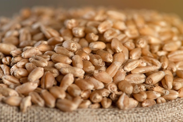 Crise alimentar mundial grãos de trigo closeup colheita de grãos colheita ruim preço do trigo derivados futuros