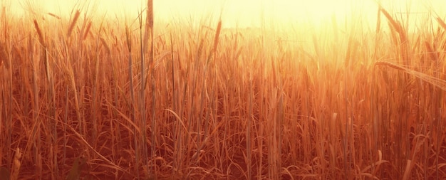 crise colheita espigas de grãos sol pôr do sol fundo