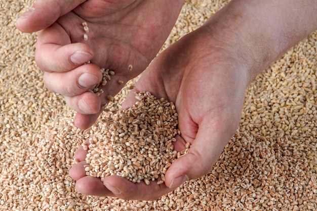 Crise do trigo falta de grãos e colheitas de grãos de trigo na mão no contexto do grana