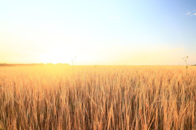 crisis cosecha grano espiguillas sol atardecer fondo