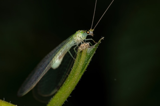 Crisopa verde típica adulta de la tribu Leucochrysini