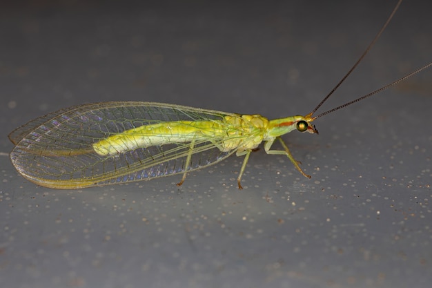 Crisopa verde típica del género Ceraeochrysa