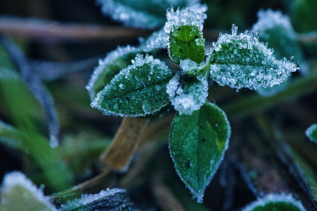 Cristais de gelo em plantas ainda verdes Fechar a água congelada Macro shot