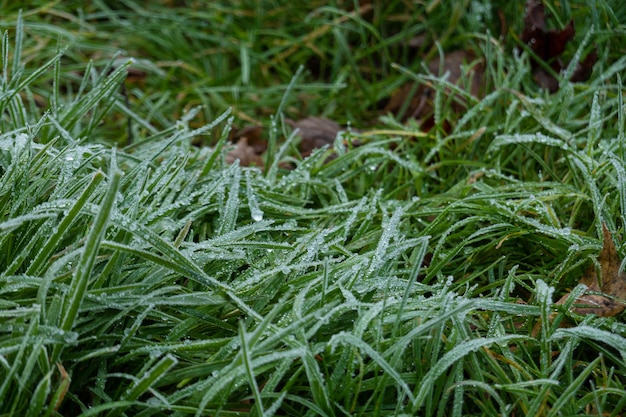 Cristais de gelo na grama verde fecham o fundo da natureza