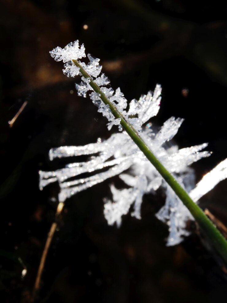 Foto cristais de gelo originais em plantas