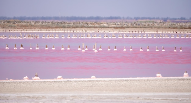 Cristais de sal rosa natural textura de lago de sal rosa mineração de sal lago rosa extremamente salgado colorido por