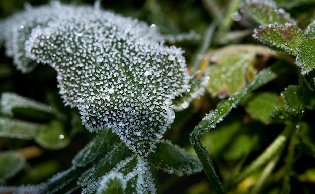 cristal de vegetación de capa de escarcha en una mañana de invierno