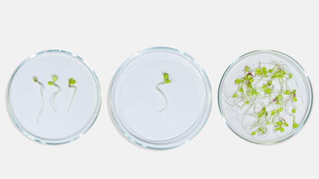 Cristalería de laboratorio de placas de Petri con brotes de plantas Sobre un fondo claro Investigación de brotes verdes